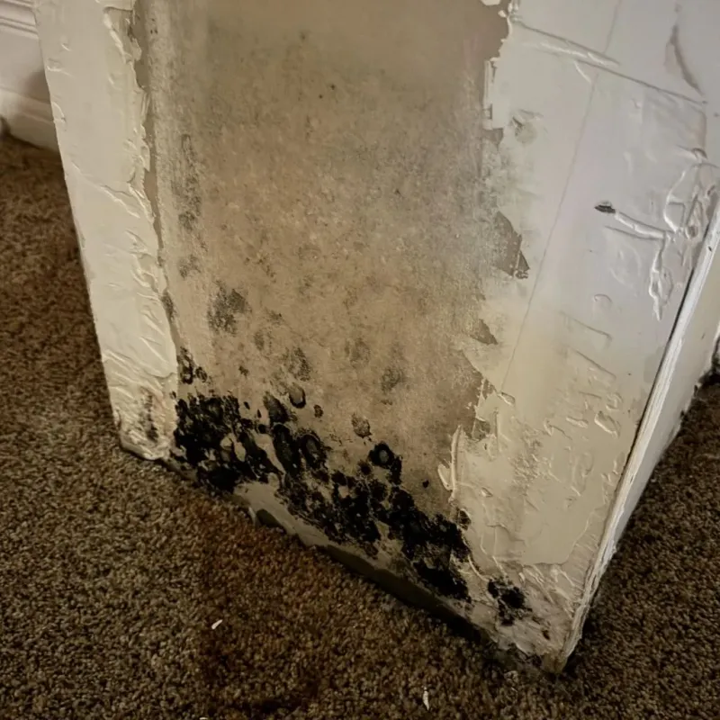 Professional Mold Removal in City of Covington, VA